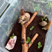 خزنده حلزون‌های آچاتینا در انواع سایزها