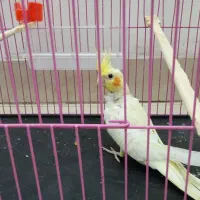 عروس هلندی لوتینو قیمت 530