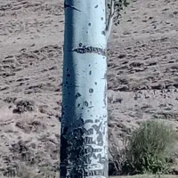 درخت و چوب شما را به روز