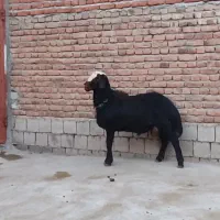 قوچ غزل افشار