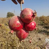 انار آبگیری و رب انار|خوردنی و آشامیدنی|جوادآباد, |دیوار