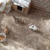 توله سگ پاکوتاه