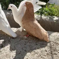 کبوتر سرور|پرنده|نوشین شهر, |دیوار