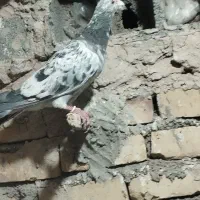 کبوتر|پرنده|بیرجند, |دیوار
