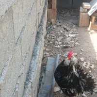 جوجه گلین