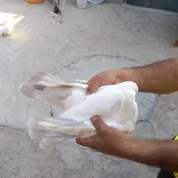 4جفت دمبی 1جفت سیاه بقیه جوجه هستن