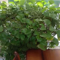 فروش سه عدد گلدان پتوس سبز بزرگ