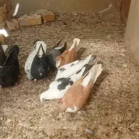 کبوتر