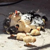 فروش تخم مرغ بومی اصل