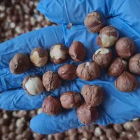 کره فندق کره بادام زمینی|خوردنی و آشامیدنی|رشت, باهنر|دیوار