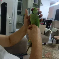 طوطی ملنگو نر