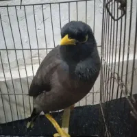 مرغ مینا|پرنده|فاضل آباد, |دیوار