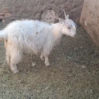 بز اوستن|حیوانات مزرعه|کرمان, |دیوار