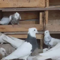 ۱۵ عدد طوقی بی نقص