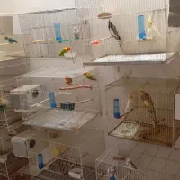 طوطی عروس کوتوله پرنده