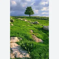 طبیعت ،طبیعت  و تور