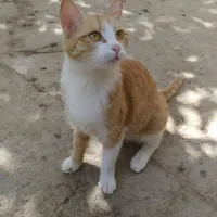 واگذاری بچه گربه