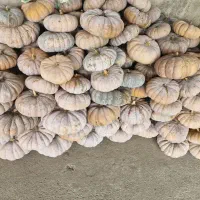 کدو انجیری (انجیلی)ضیابر