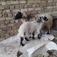 فروش  میش وبره بخور کشیده