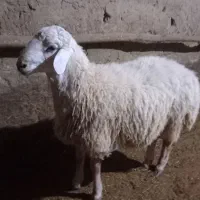 بره نر اندام درست واسه قوچ|حیوانات مزرعه|شیروان (خراسان), |دیوار