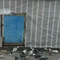 حدود صدوده عدد رنگی پرشی|حیوانات|اقبالیه, |دیوار