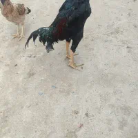 خروس لاری اوشامو یک تیغ سیاه