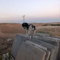 واگذاری سگ