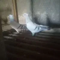 نروماده سبز خطی کاکلی