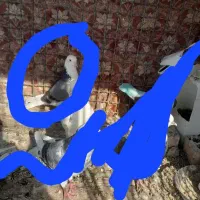 کبوتر گمشده|پرنده|گنبد کاووس, |دیوار