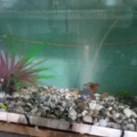 اکواریوم با ماهی و وسایل|ماهی|کرمان, |دیوار