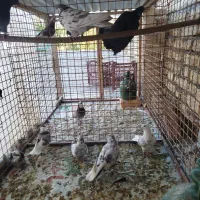 کبوتر پرشی|پرنده|خوانسار, |دیوار