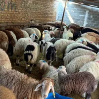 بز بره نر ماده در سطح تهران گوسفند|حیوانات مزرعه|کرج, عظیمیه|دیوار