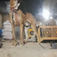 واگذاری سگ|سگ|مشهد, امیریه|دیوار