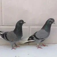 کفتر|پرنده|قم, باجک دو|دیوار