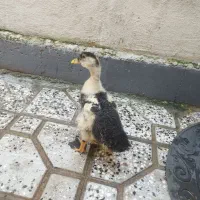 مرغ جوجه اردک