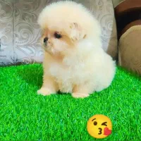 پامرین ماده دوماهه