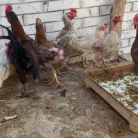 مرغ خروس محلی|حیوانات مزرعه|کرمان, |دیوار