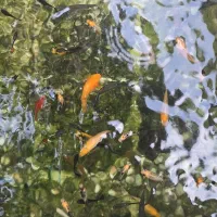 بچه ماهی،گوپی،مولی،سوارتر از۱۰روزه تا سایز دو بندی