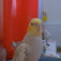 عروس ماده|پرنده|رشت, رشتیان|دیوار