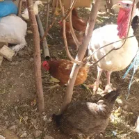 بوقلمون و اردک