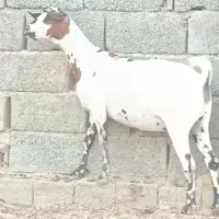 بز ابستن سرمایه نری سومال