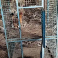 قفس اهنی|لوازم جانبی حیوانات|پاکدشت, پاکدشت (مامازند)|دیوار