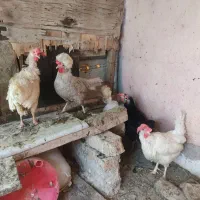 مرغ خانگی تخم گذار