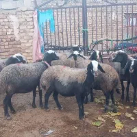 گوسفند میش اصیل شال دوقلو زا