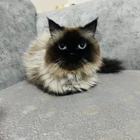 گربه هیمالین