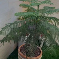 کاج