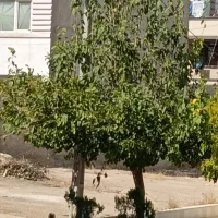 فروش-زمین-200متری-افرینش-کلدشت-حافظ