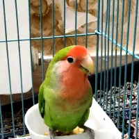 جفت طوطی  برزیلی|پرنده|ری, هاشم‌آباد|دیوار