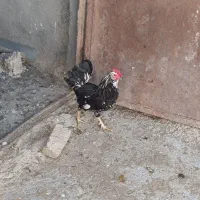 خروس پنگوئنی