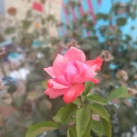 خریدار وام ازدواج